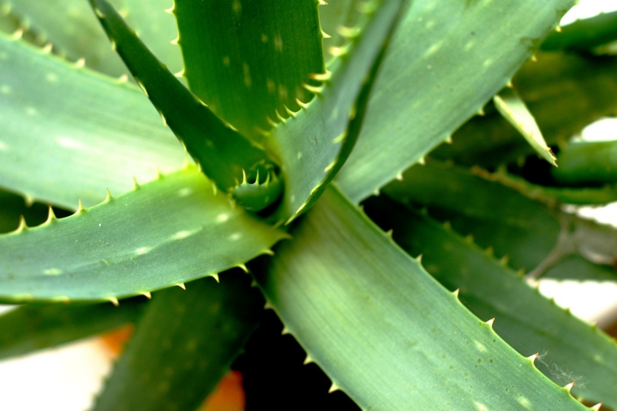 Os inúmeros benefícios do aloe vera